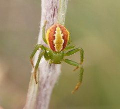 Australomisidia rosea