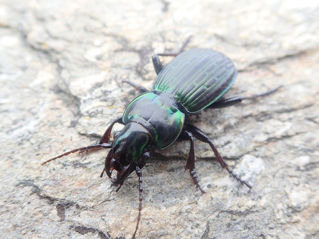 Pterostichinae