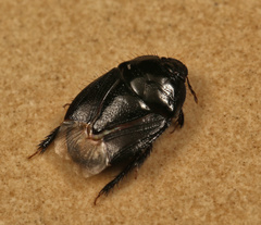 Aethus perosus