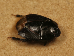 Aethus perosus