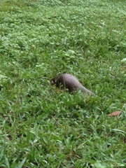 Manis pentadactyla pentadactyla