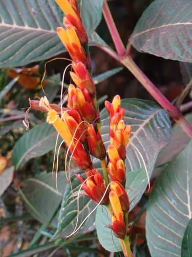 Sanchezia parvibracteata