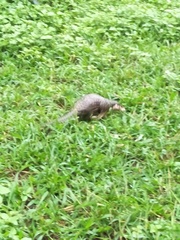 Manis pentadactyla pentadactyla