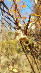 Tenodera sinensis