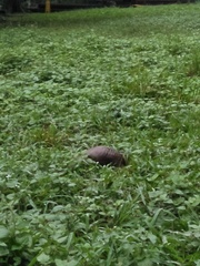 Manis pentadactyla pentadactyla