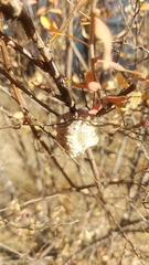 Tenodera sinensis