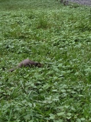 Manis pentadactyla pentadactyla