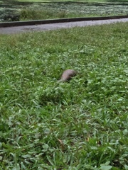 Manis pentadactyla pentadactyla