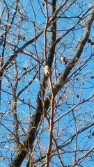 Hierodula patellifera patellifera