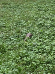 Manis pentadactyla pentadactyla