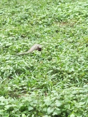 Manis pentadactyla pentadactyla