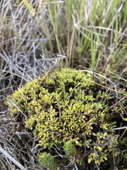 Coprosma petriei