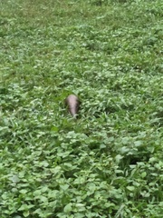 Manis pentadactyla pentadactyla