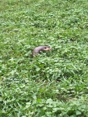 Manis pentadactyla pentadactyla