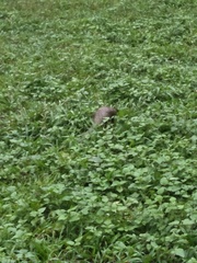 Manis pentadactyla pentadactyla