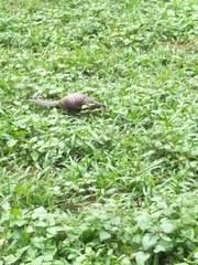 Manis pentadactyla pentadactyla