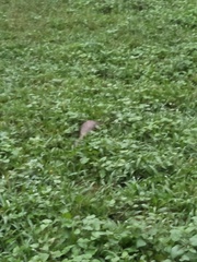 Manis pentadactyla pentadactyla