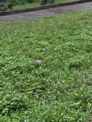 Manis pentadactyla pentadactyla