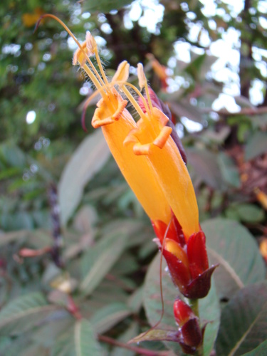 Sanchezia