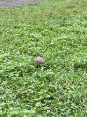 Manis pentadactyla pentadactyla