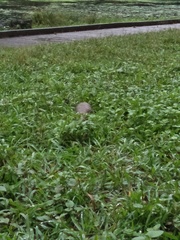 Manis pentadactyla pentadactyla