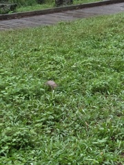 Manis pentadactyla pentadactyla