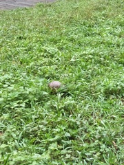 Manis pentadactyla pentadactyla