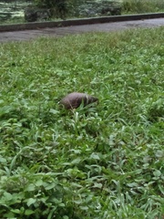 Manis pentadactyla pentadactyla