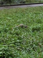 Manis pentadactyla pentadactyla