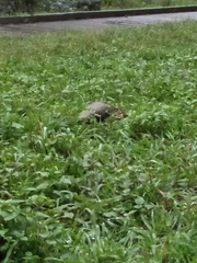 Manis pentadactyla pentadactyla