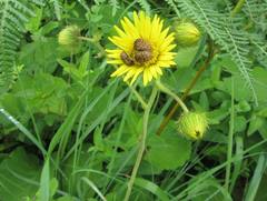 Berkheya speciosa