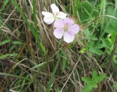 Geranium flanaganii