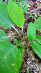 Euphorbia denisiana var. ankarensis image