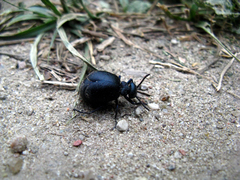 Meloe brevicollis