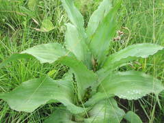 Hypoxis colchicifolia