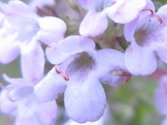 Thymus quinquecostatus