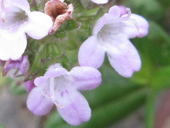 Thymus quinquecostatus