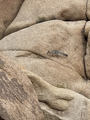 Urocyon cinereoargenteus californicus