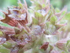 Thymus quinquecostatus