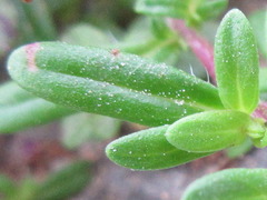 Thymus quinquecostatus