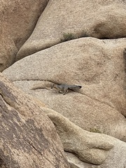 Urocyon cinereoargenteus californicus