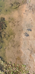 Actophilornis africanus