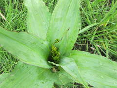 Hypoxis colchicifolia