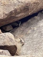 Urocyon cinereoargenteus californicus