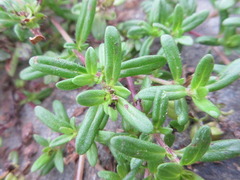 Thymus quinquecostatus