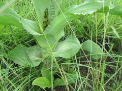 Hypoxis colchicifolia
