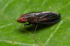 Cephaloconus cyprinus