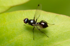 Parapalaeosepsis plebeia