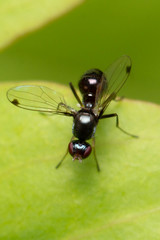Parapalaeosepsis plebeia
