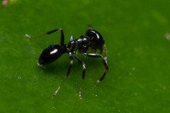 Ochetellus glaber